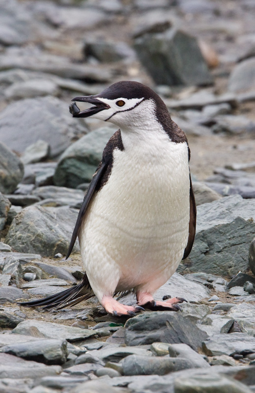 Chinstrap Penguin With Rock In Mouth